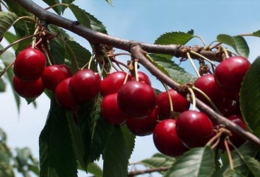 Pūres Dārzkopības izmēģinājumu stacija AS