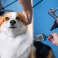 4 Mīļas ķepas SIA, veterinārā klīnika Valmierā