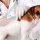 Ādažu Veterinārā Klīnika