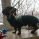 PETSPHERE SIA, Zooveikals