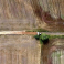 SSB Timber SIA, meižizstrāde, ceļu darbi, zemes darbi