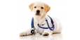 Veterinārārsts - AnimalCenter SIA, veterinārā klīnika
